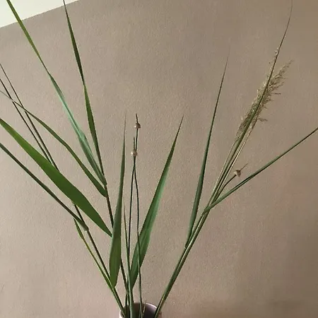 Lägenhet Bee De Haan