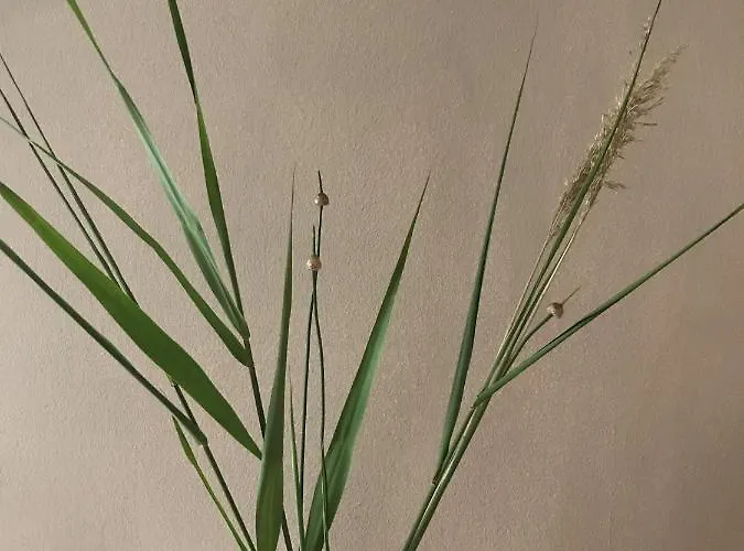 Appartamento Bee De Haan